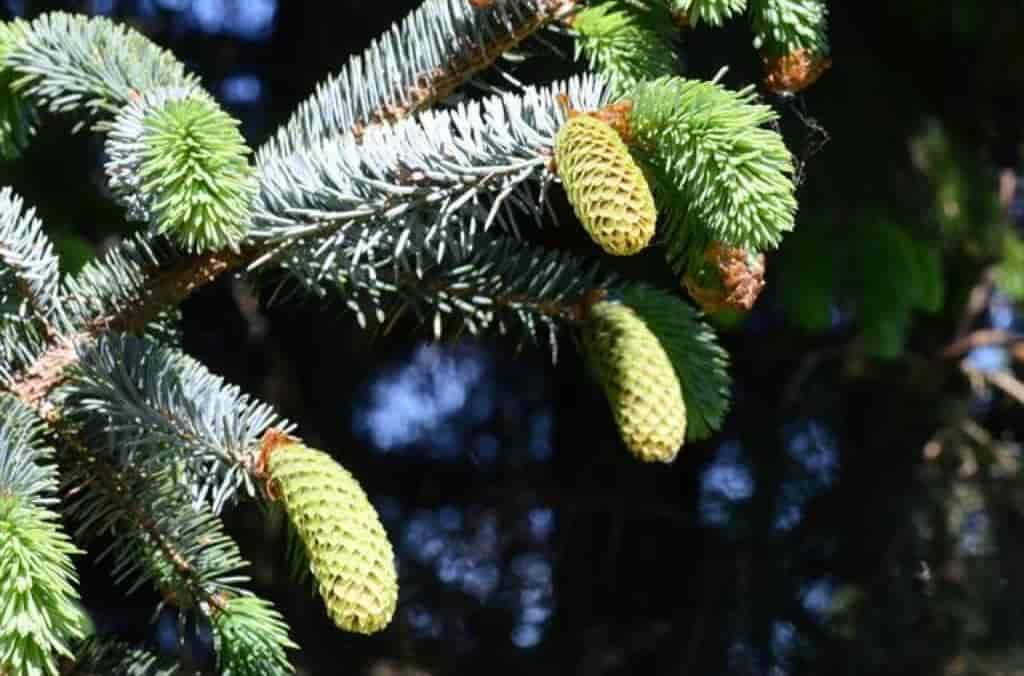 Picea sitchensis