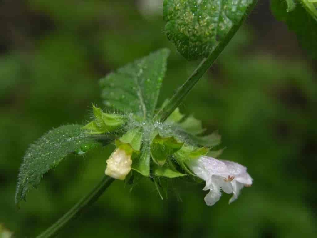 Melissa officinalis