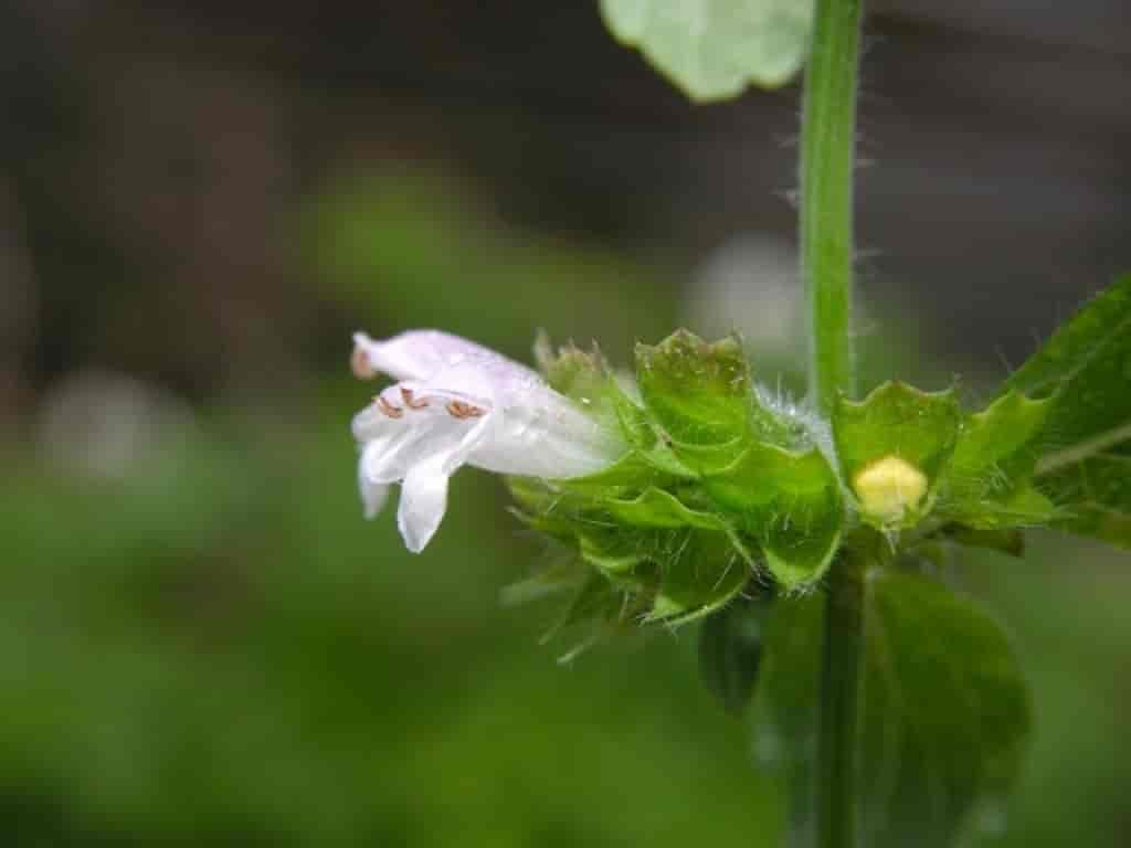 Melissa officinalis