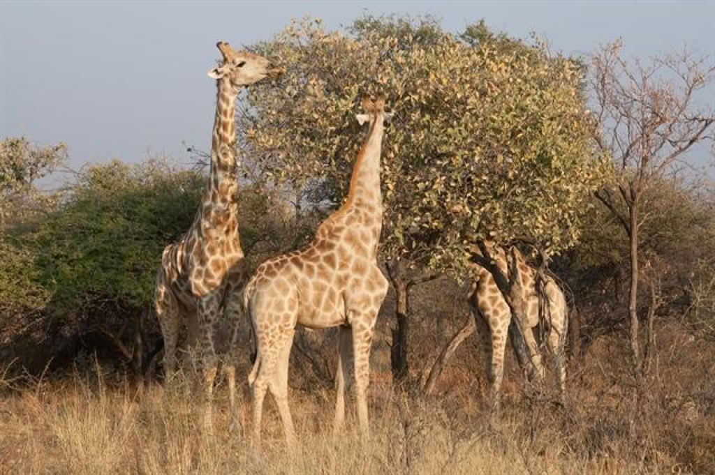 Giraffa camelopardalis