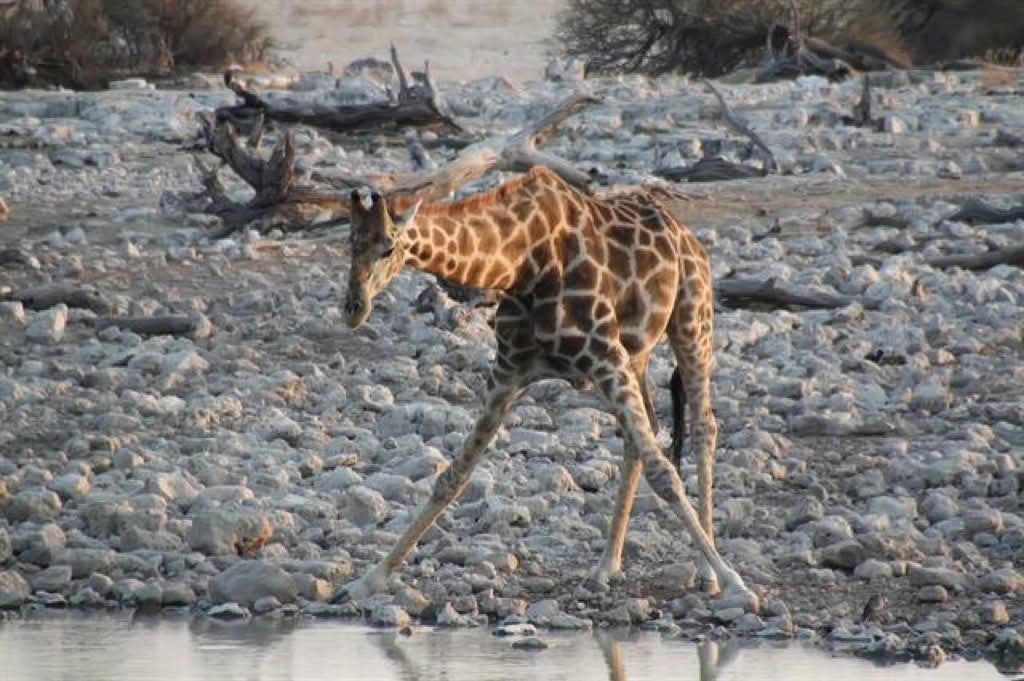 Giraffa camelopardalis