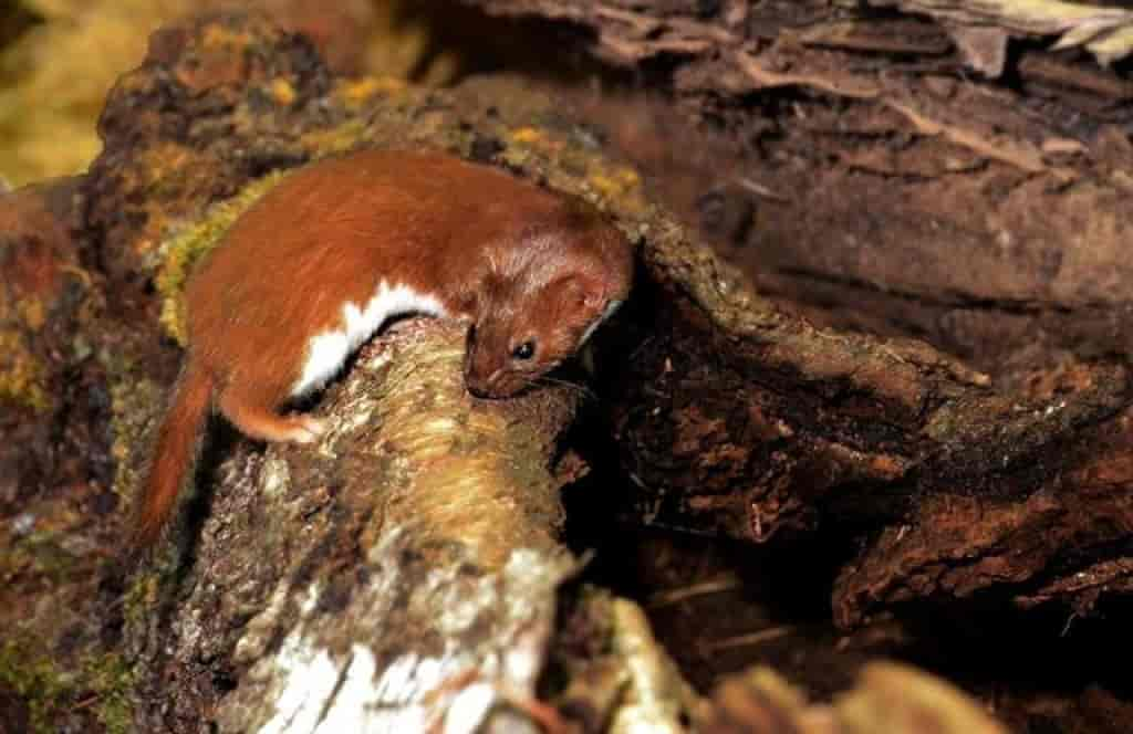 Mustela nivalis