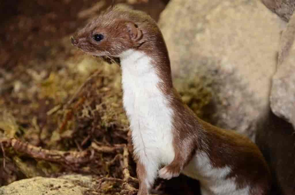 Mustela nivalis