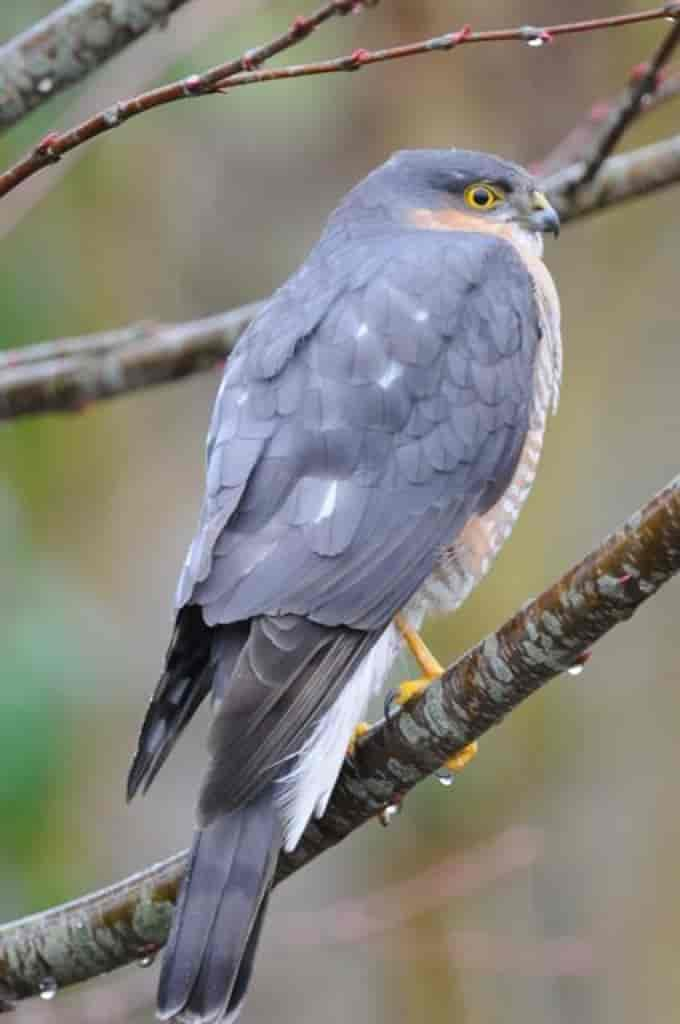 Accipiter nisus