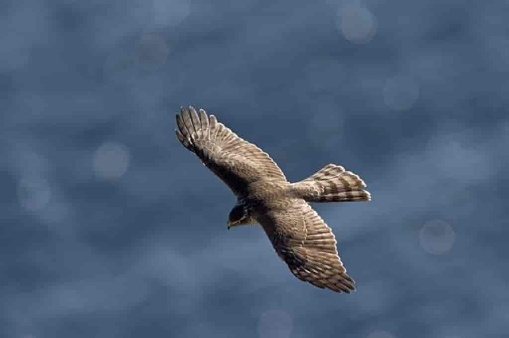 Accipiter nisus