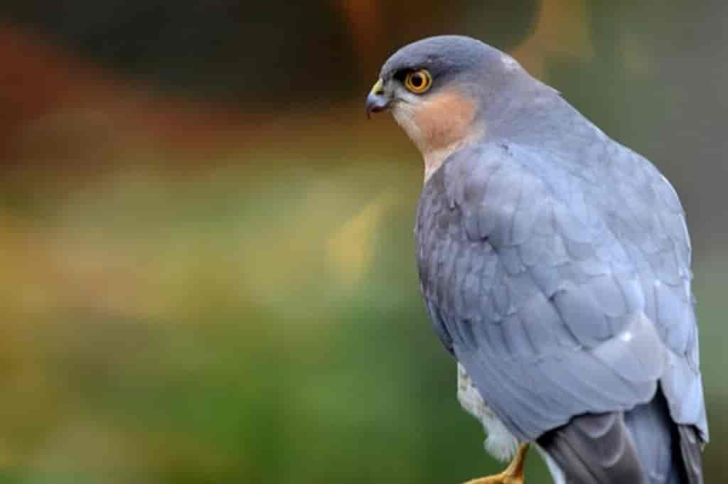 Accipiter nisus