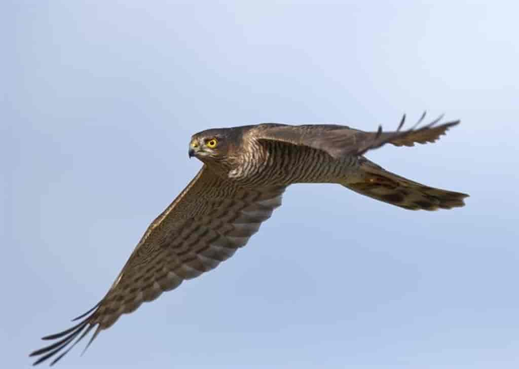 Accipiter nisus