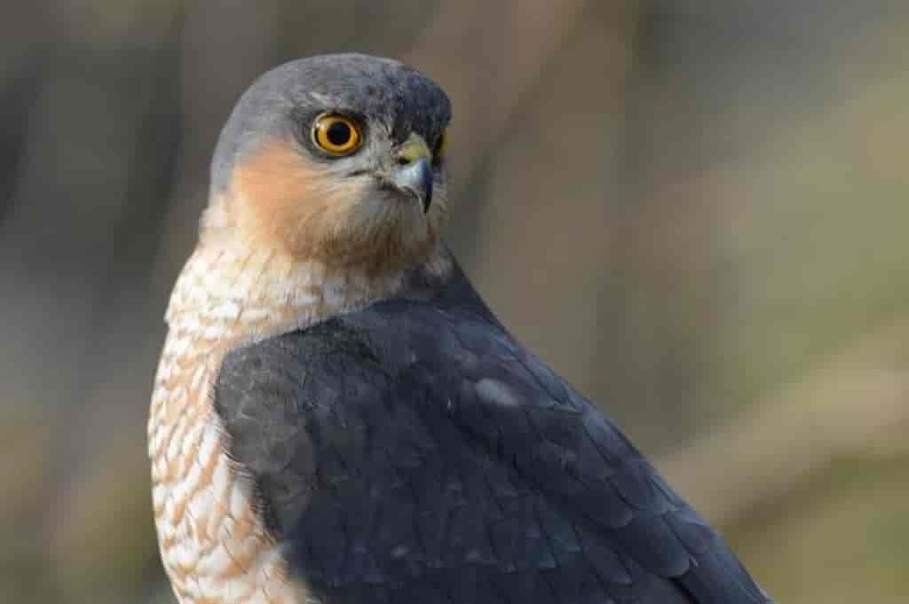 Accipiter nisus