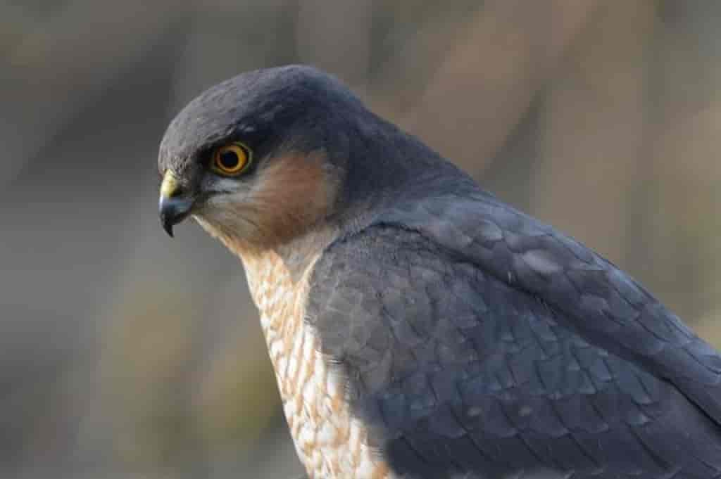 Accipiter nisus