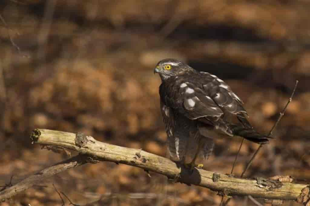 Accipiter nisus, ungfugl