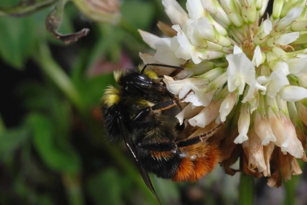Bombus lapidarius