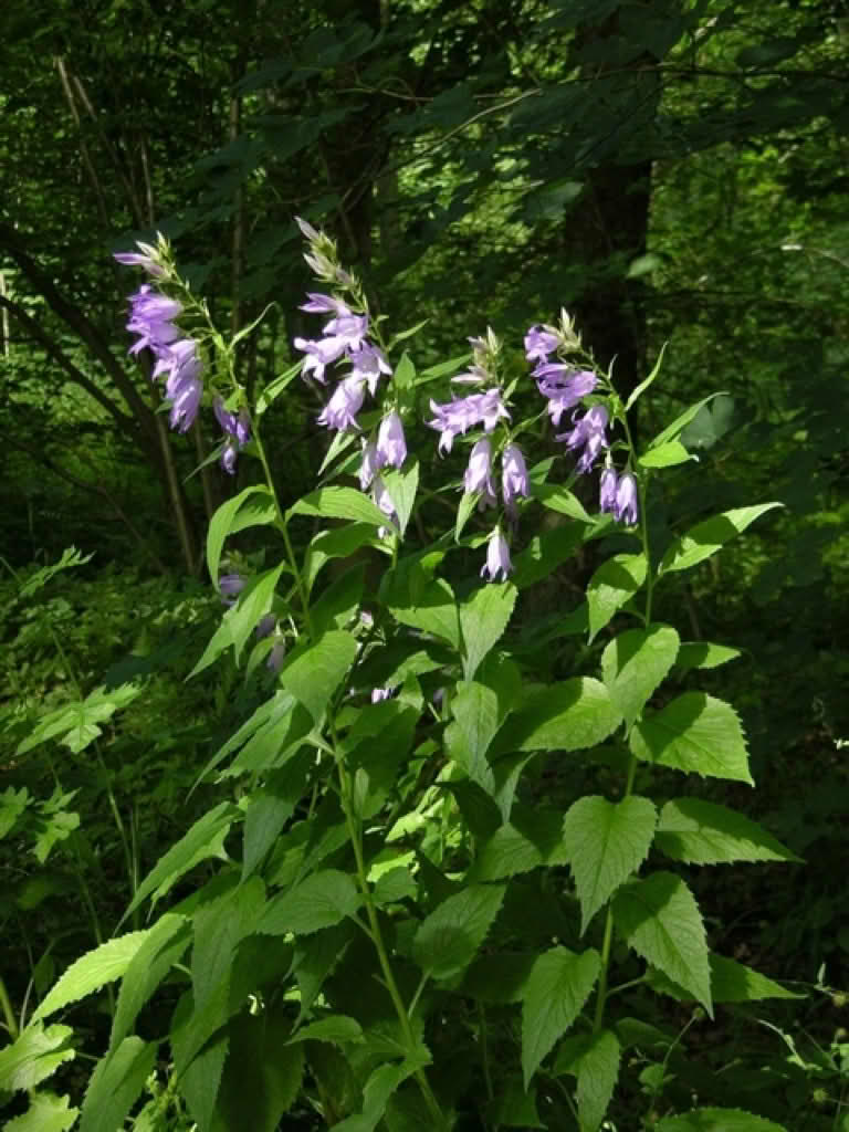 Campanula latifolia