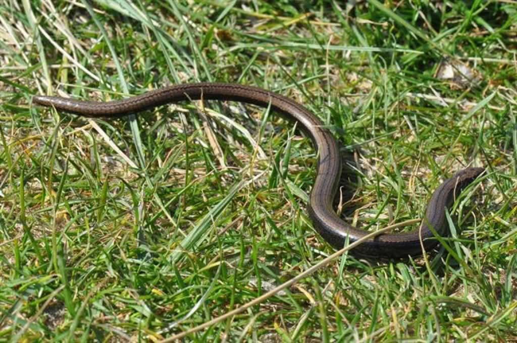 Anguis fragilis