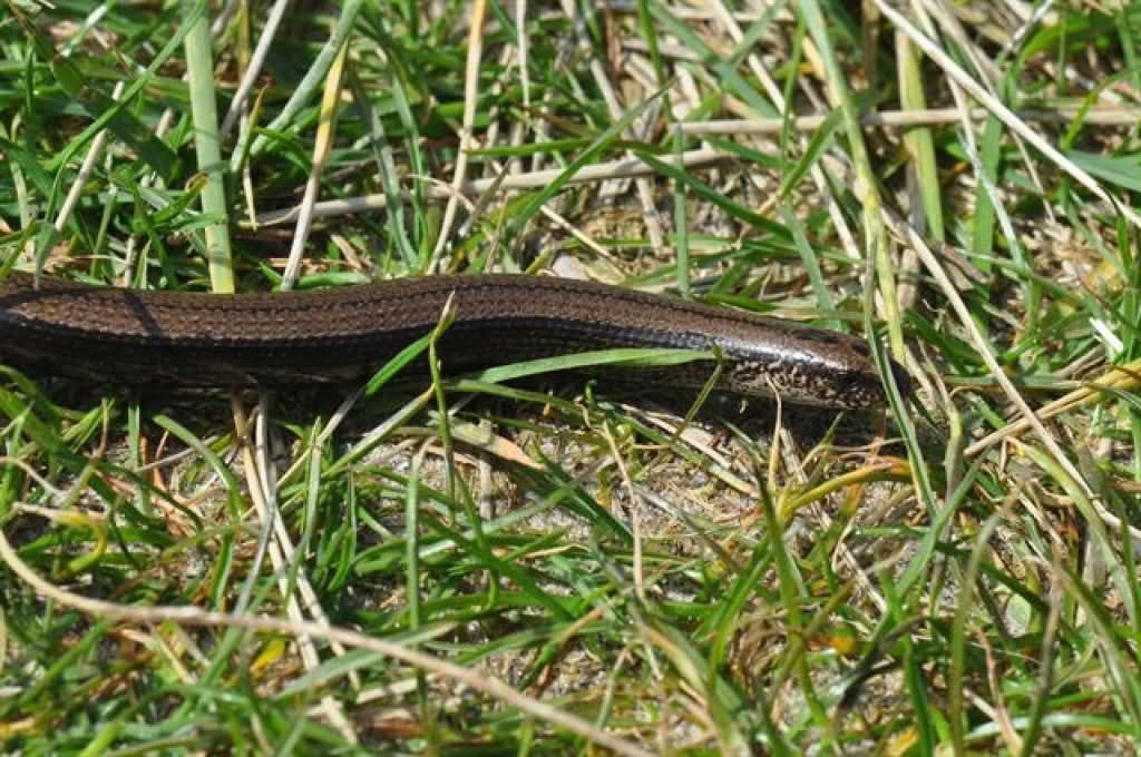 Anguis fragilis