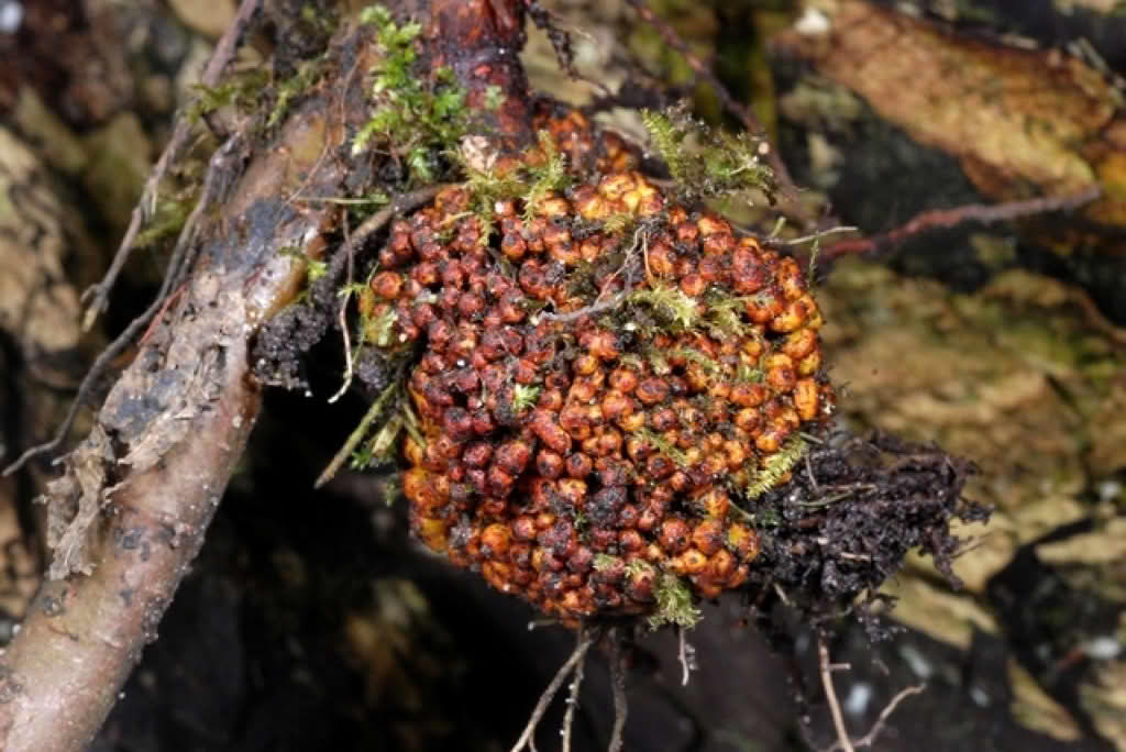 Alnus glutinosa