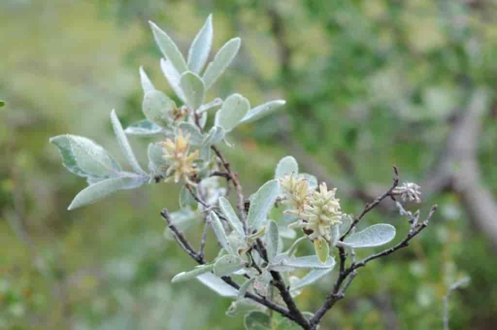 Salix glauca