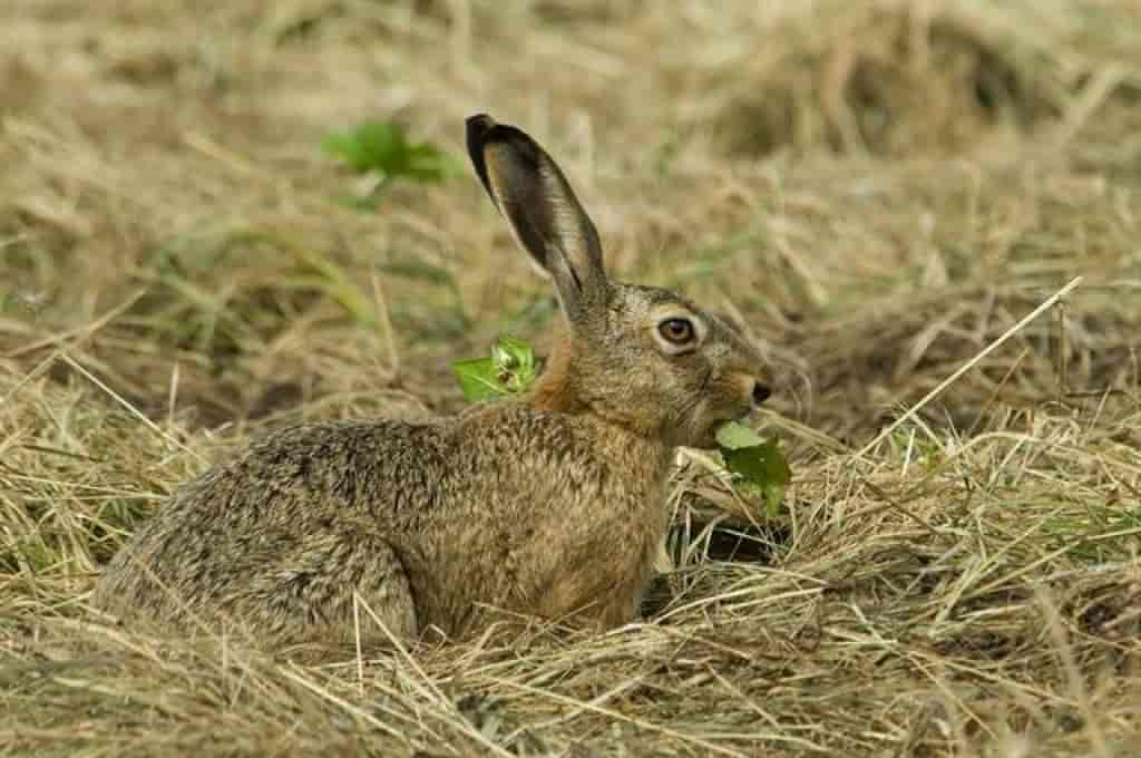 Lepus europaeus