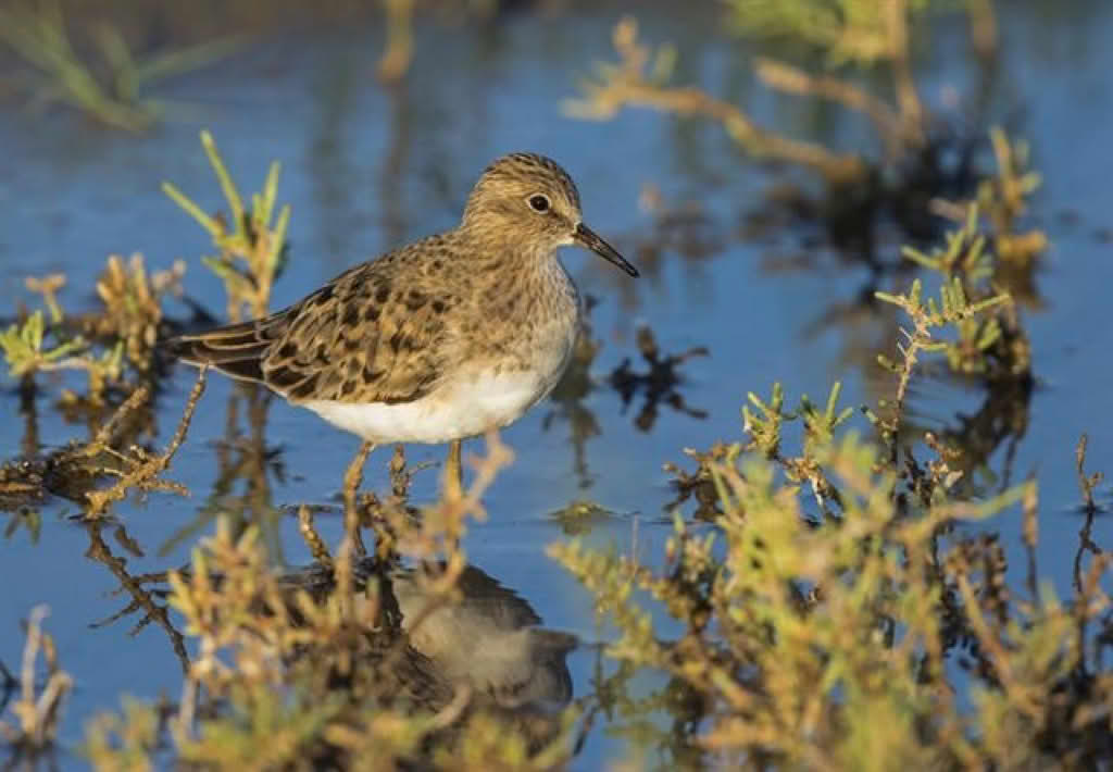 Calidris temminckii