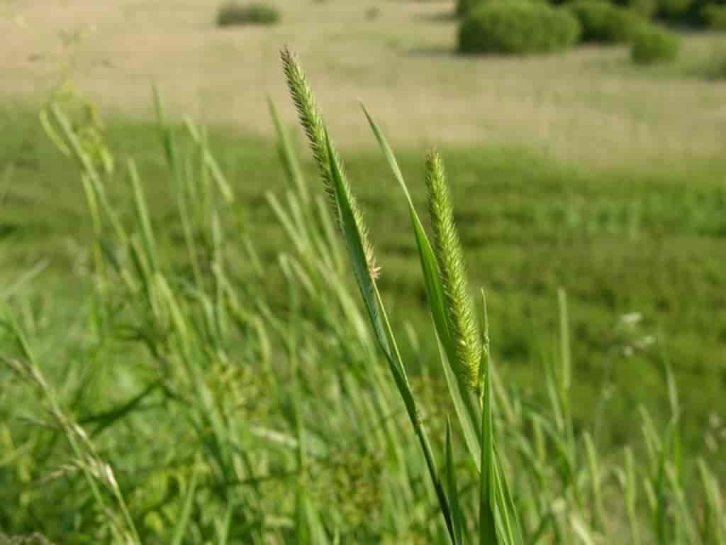 Phleum pratense