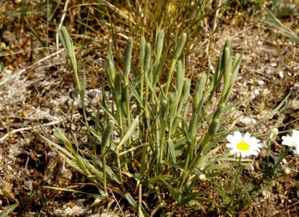 Phleum pratense