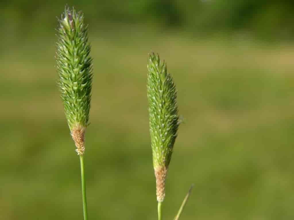 Phleum pratense ssp. serotinum