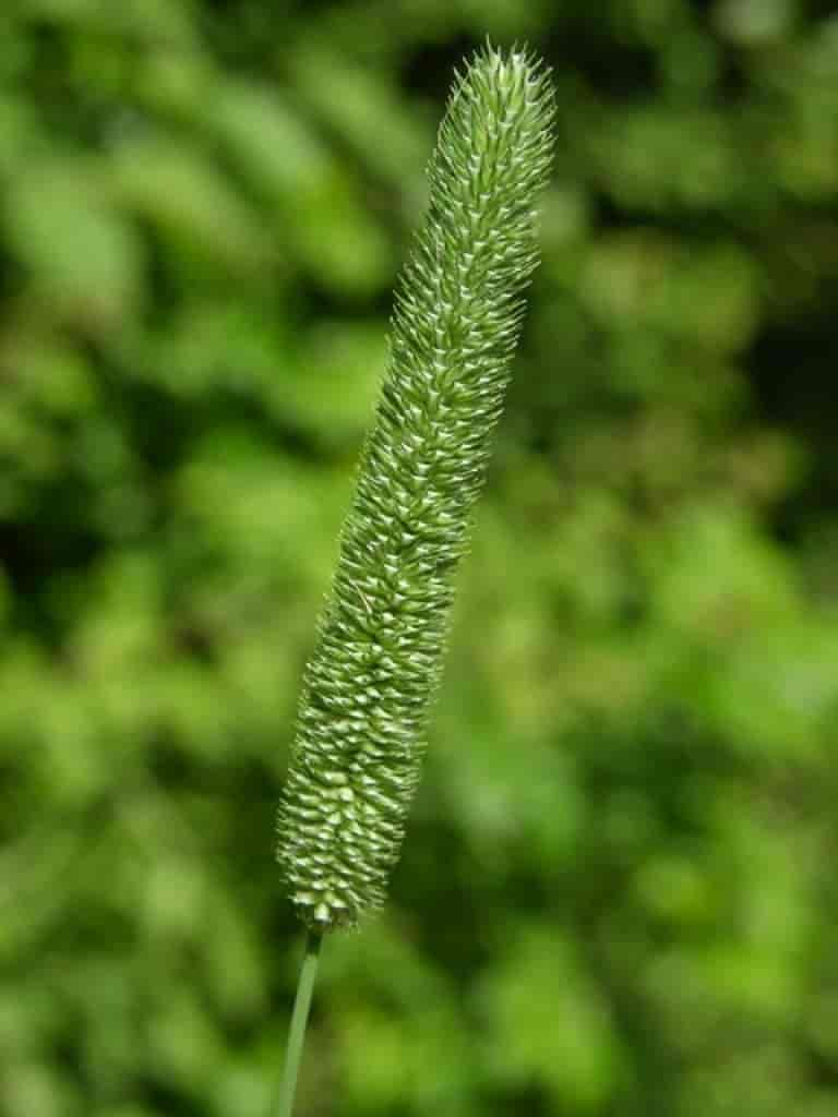 Phleum pratense