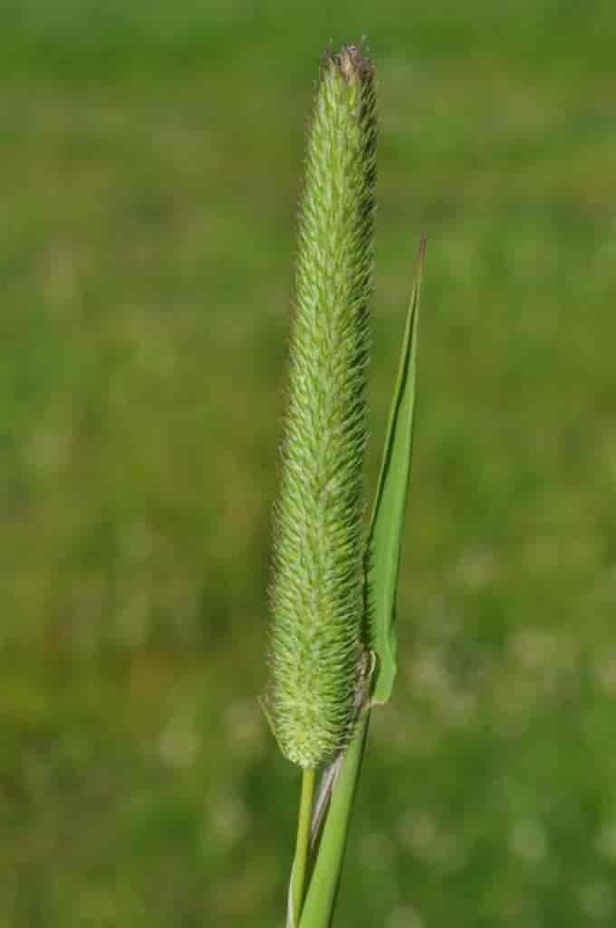 Phleum pratense