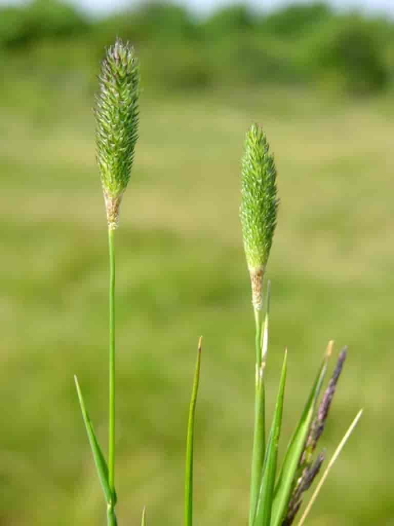 Phleum pratense ssp. serotinum