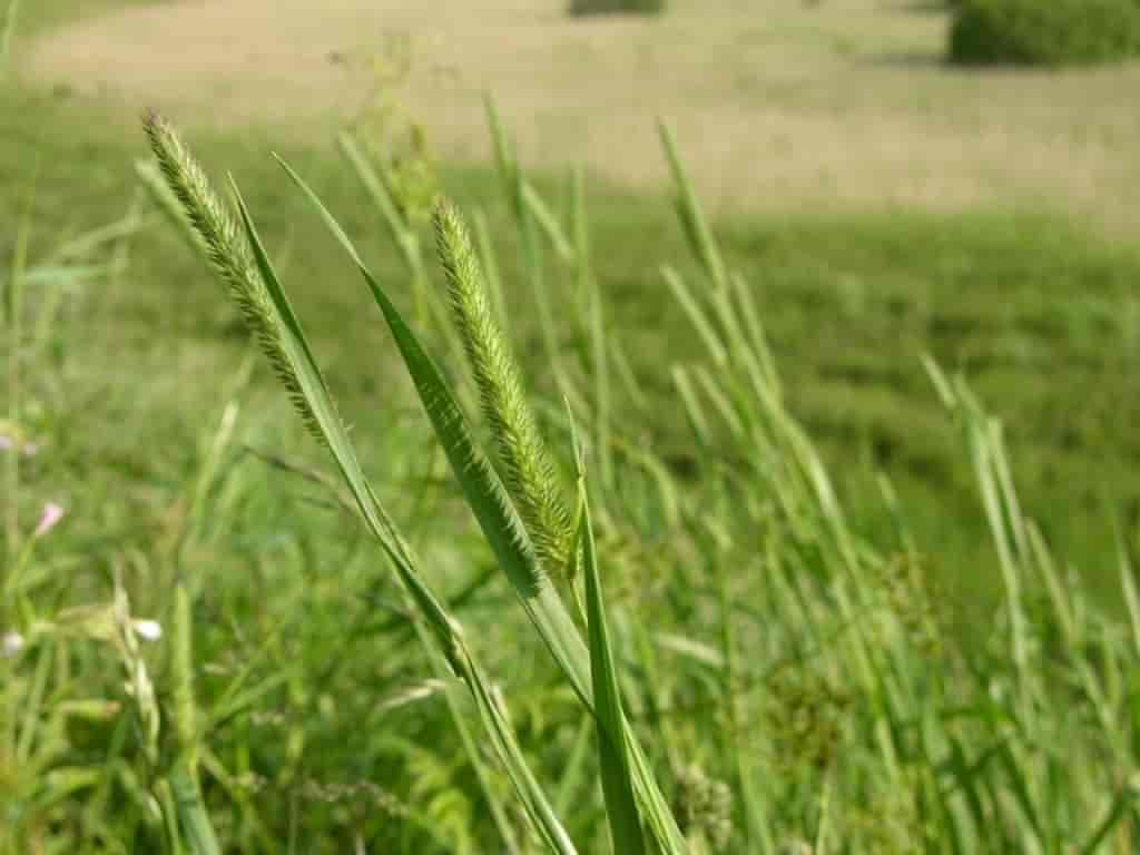 Phleum pratense