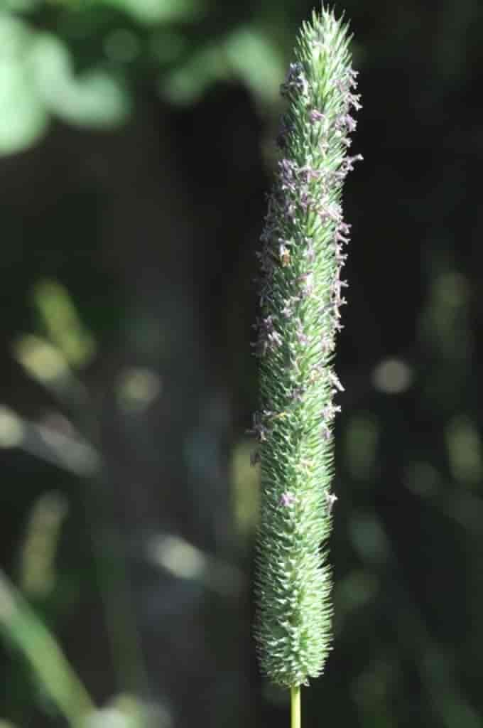 Phleum pratense