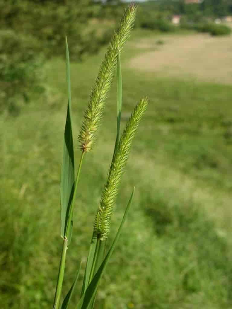 Phleum pratense