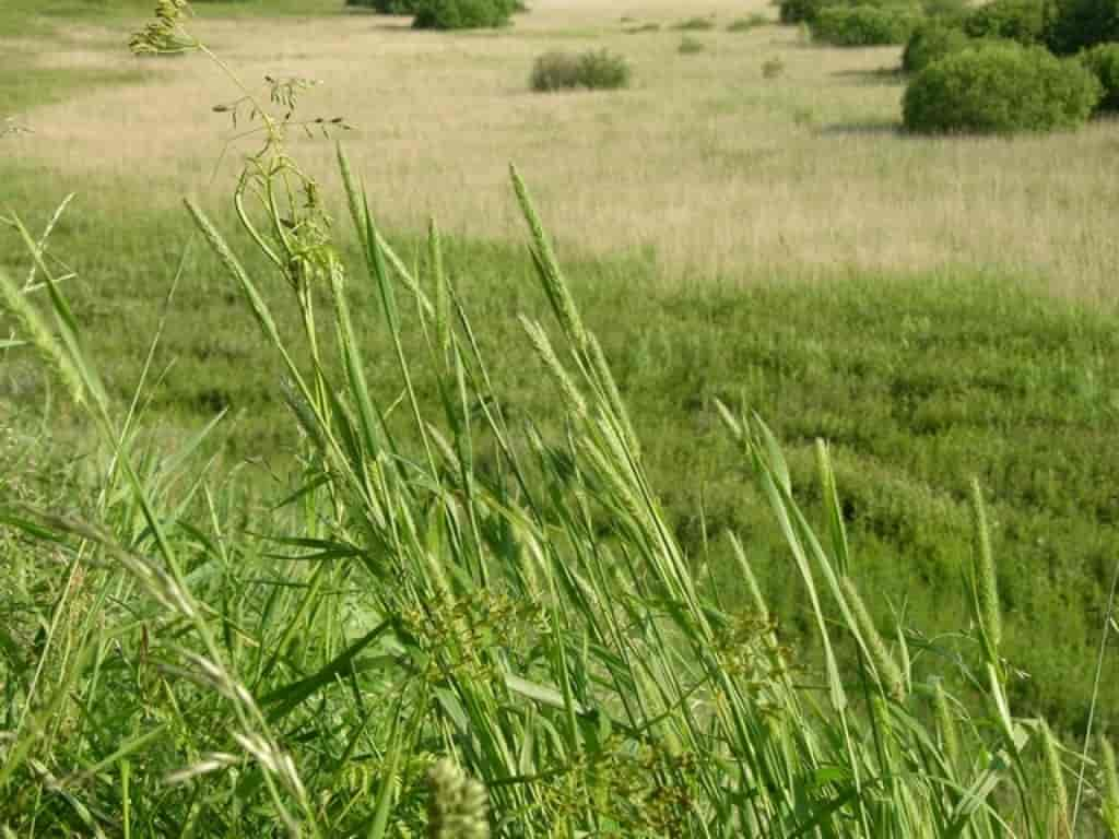 Phleum pratense