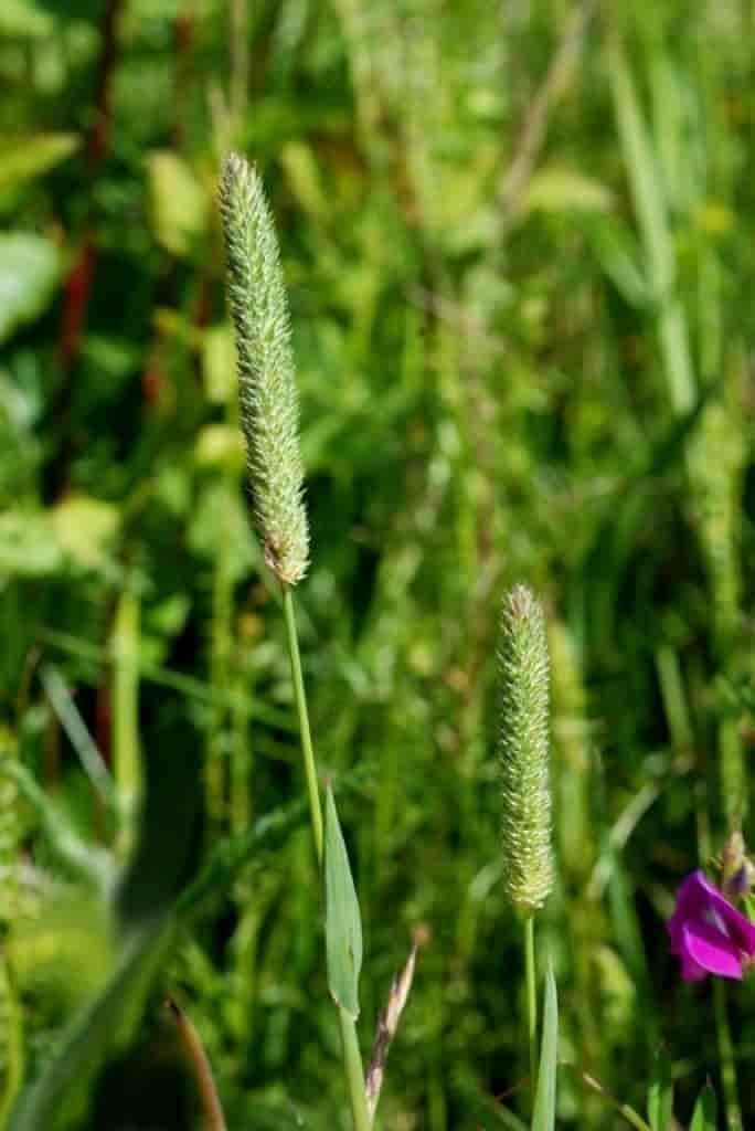 Phleum pratense