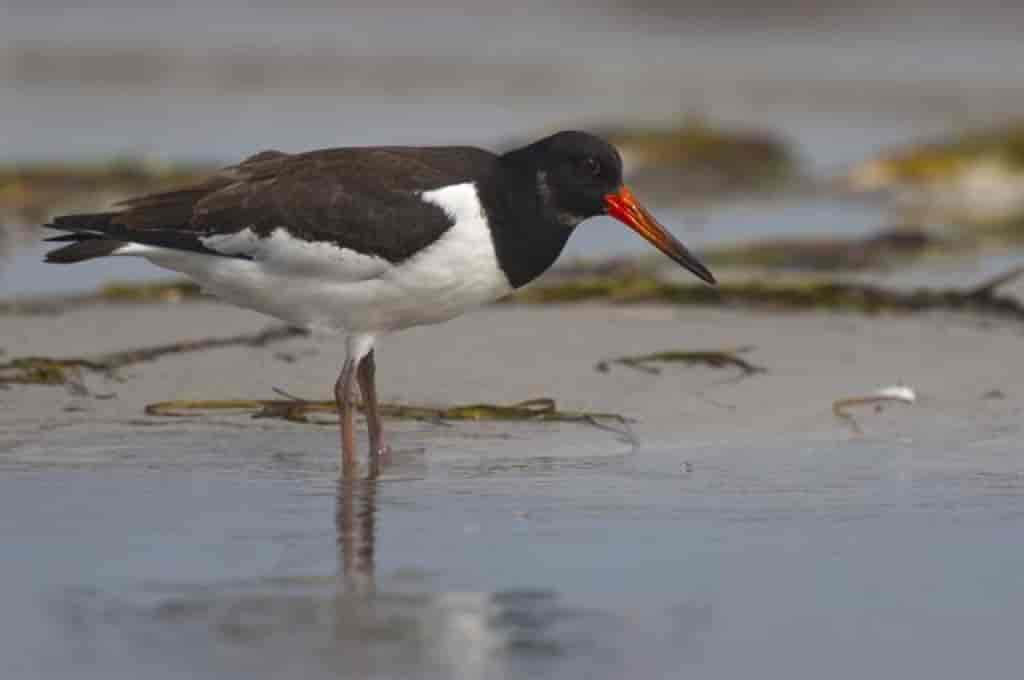 Haematopus ostralegus