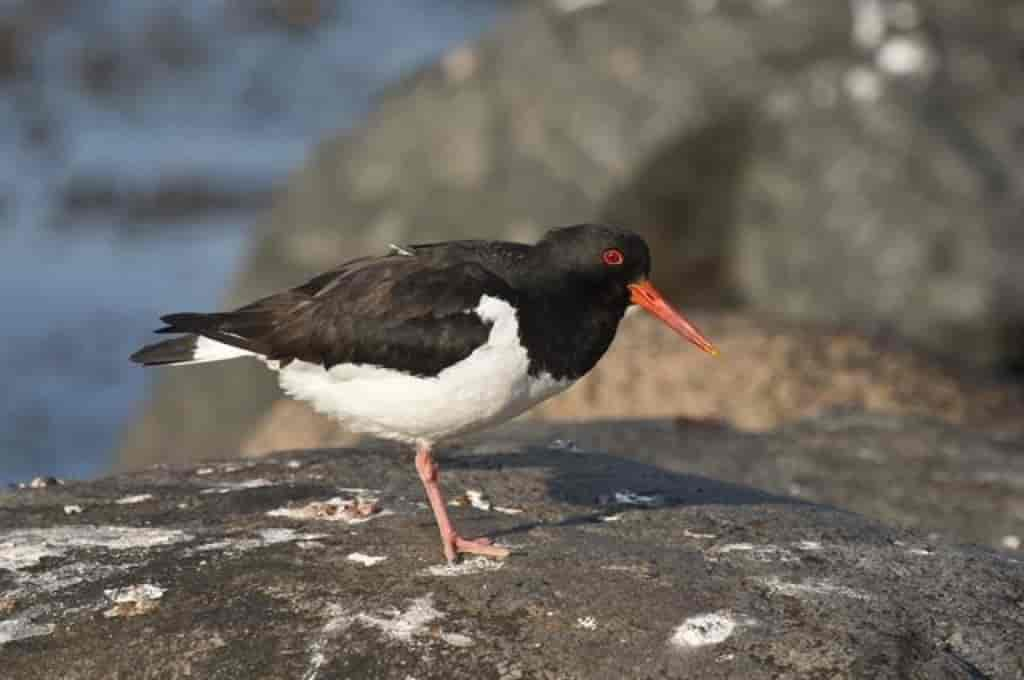 Haematopus ostralegus