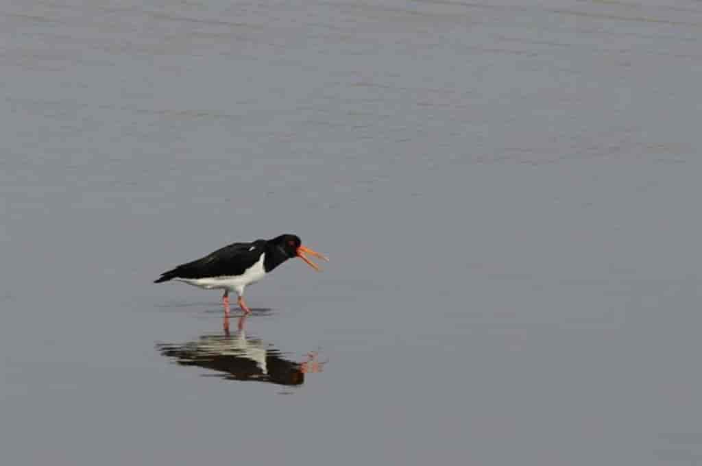 Haematopus ostralegus