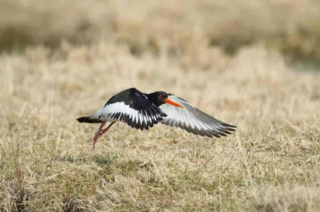 Haematopus ostralegus