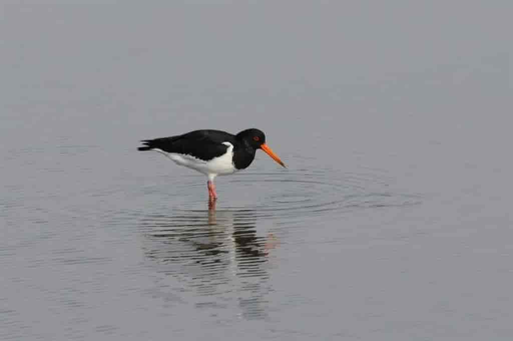 Haematopus ostralegus