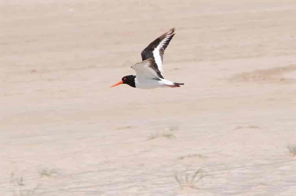 Haematopus ostralegus