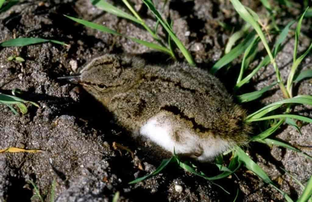 Haematopus ostralegus