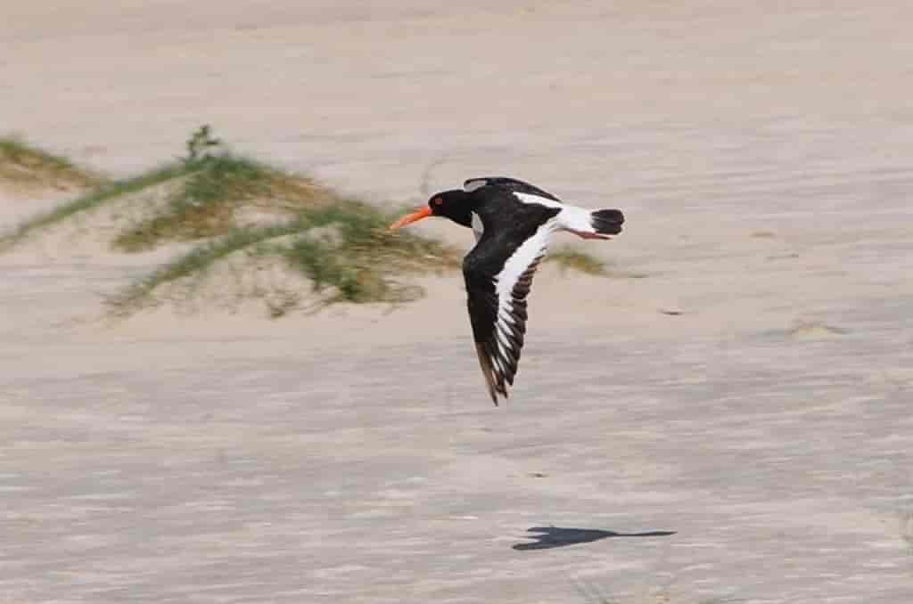 Haematopus ostralegus