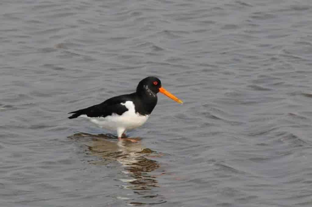 Haematopus ostralegus