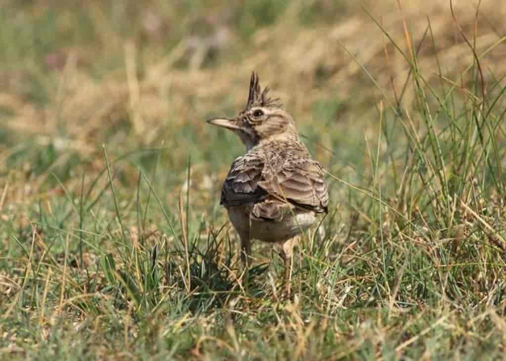 Galerida cristata