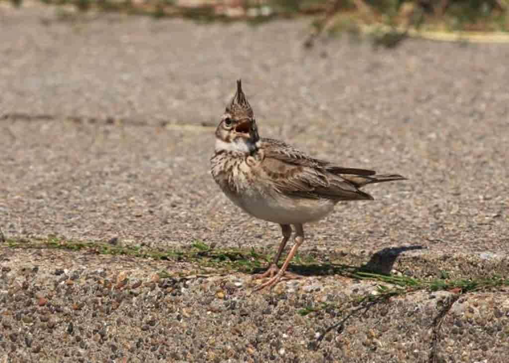 Galerida cristata