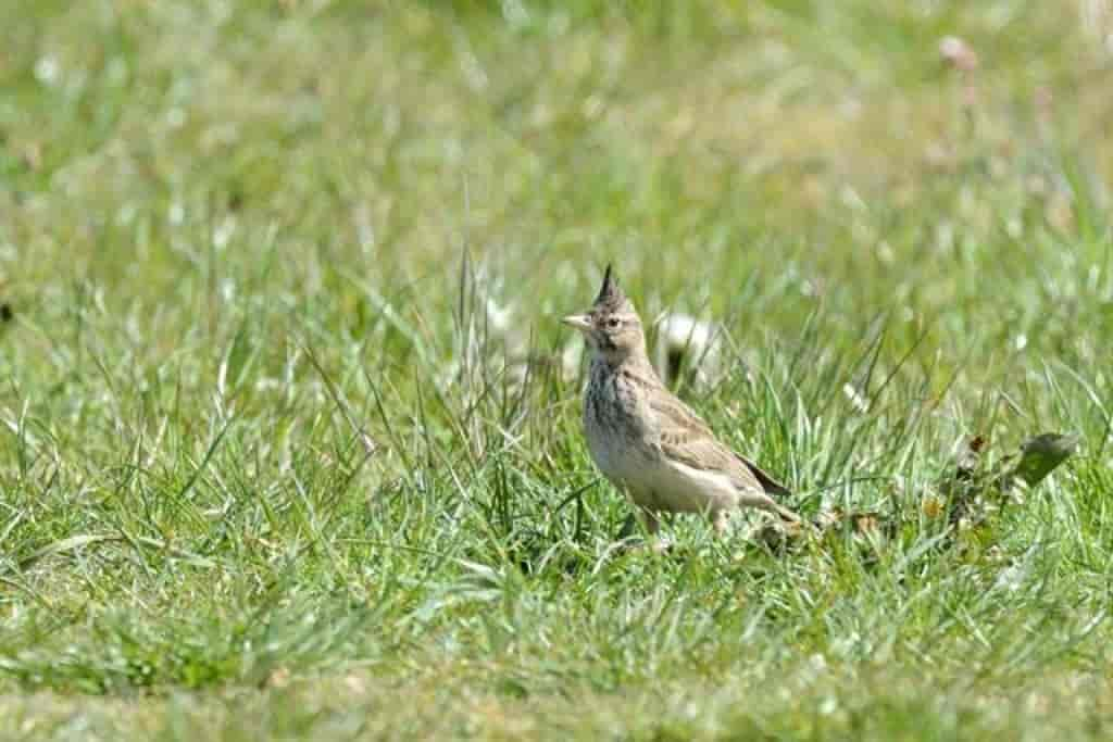 Galerida cristata