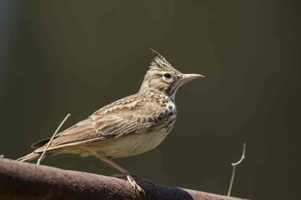 Galerida cristata