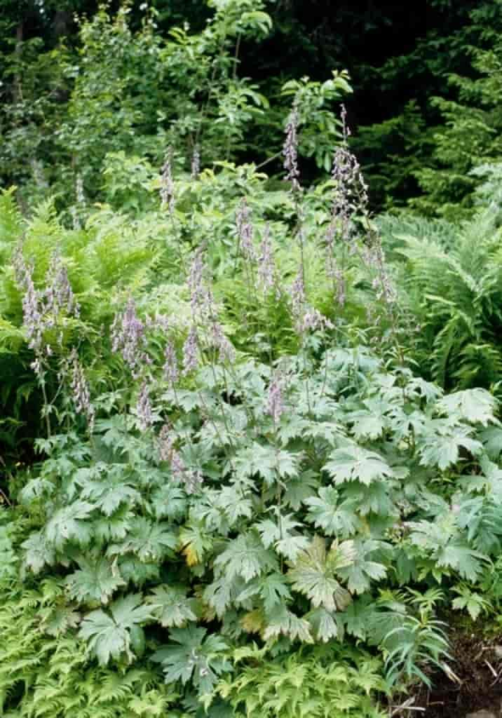 Aconitum lycoctonum ssp. septentrionale