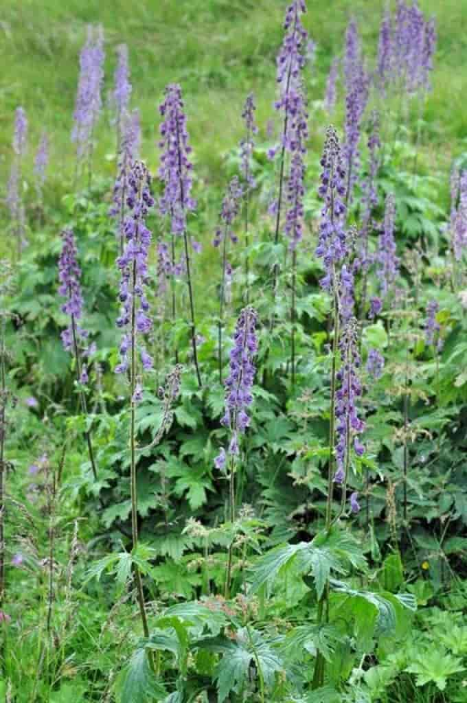 Aconitum lycoctonum ssp. septentrionale