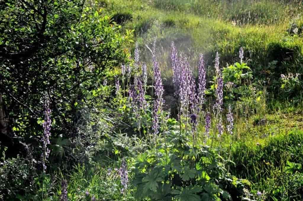 Aconitum lycoctonum ssp. septentrionale