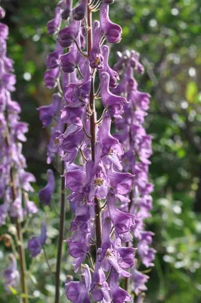 Aconitum lycoctonum ssp. septentrionale